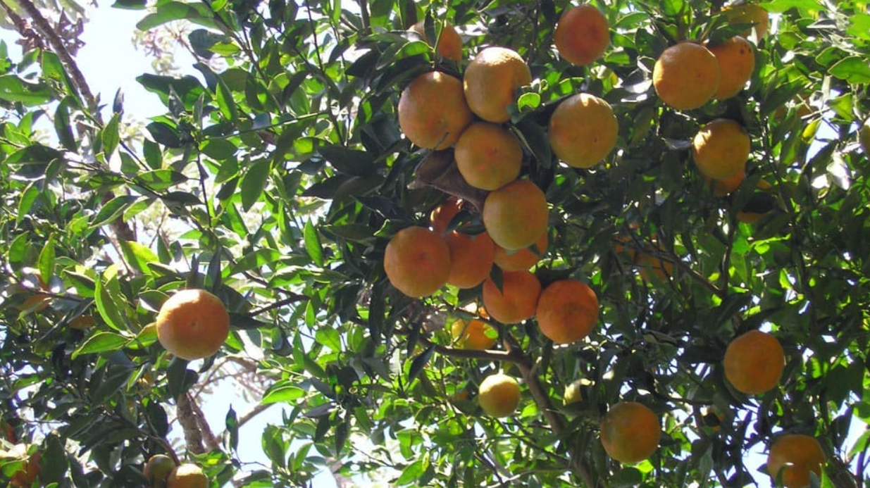 Identidad agrícola de Sonaguera
