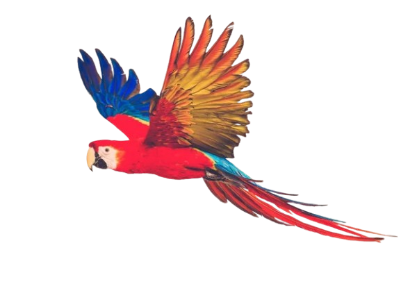 Guacamaya 3